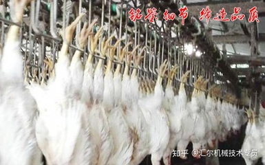 肉雞屠宰自動(dòng)化流水線的主要操作環(huán)節(jié)